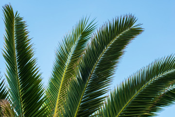 Naklejka premium palm tree against sky