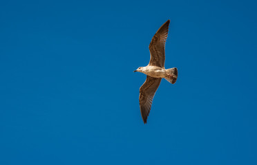 One Seagull flying