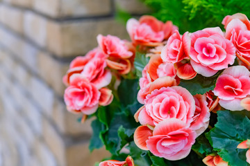 八重咲きベゴニア