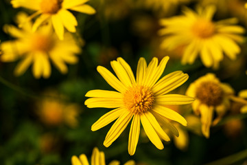 beautiful yellow flower