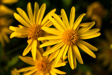 beautiful yellow flower