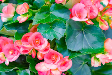 八重咲きベゴニア