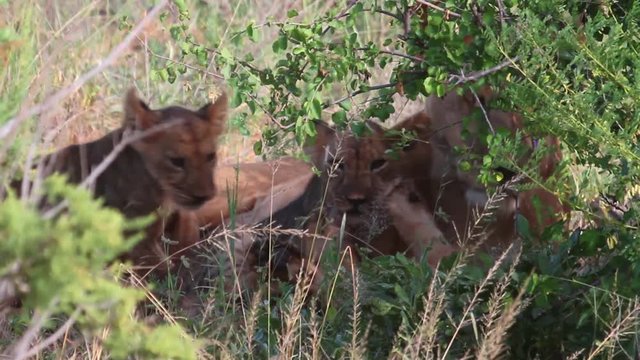 Lion cubs Close shot of Lion cubs behind bushes