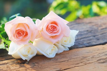 Beautiful white and pink fresh rose on wood background, living coral tone, sweet valentine concept