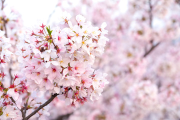 Obraz premium Close up sakura cherry blossoms flower branches in pink color full bloom , good sakura background in Japan,the flora so beautiful soft blur in sunny day, spring season in Japan.