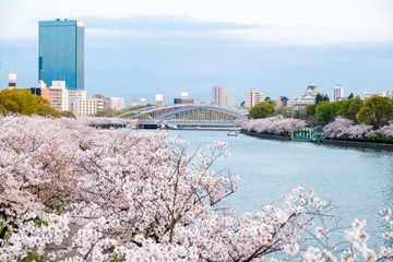 Sakura cherry blossoms next to river view sakuranomiya park, bridge view with Osaka castle behind, sakura trees along the river side city view against blue sky in Osaka,Japan
