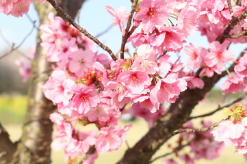 桜