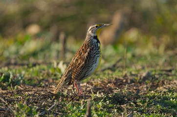 Western Meadow Lark