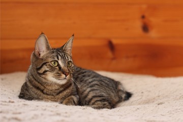 Manx cat relaxing on a dog bed