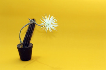 black cactus with white flower on yellow background