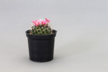 lovely mammillaria cactus with pink flower on grey background
