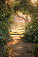 Light in the Vineyard