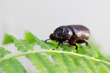 dark brown beetle on green fern