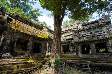 ruins and tetrameles at Ta prohm temple