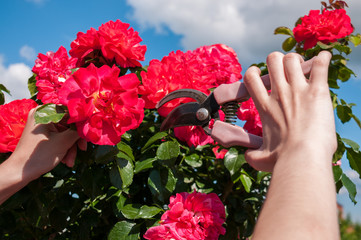 Fototapeta na wymiar Women's hands cut roses from a red bush