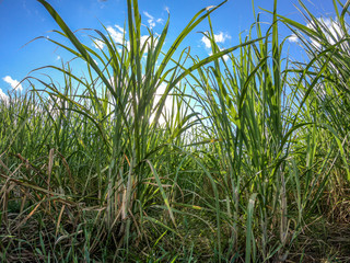 Sugar cane plantation sunset