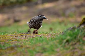 松ぼっくりとホシガラス