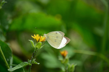 Papillon butinant .