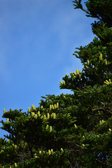 Obraz premium モミの木と松ぼっくり