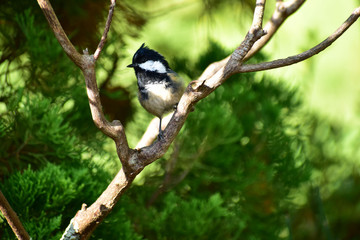 木に止まるヒガラ