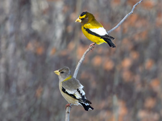 Naklejka premium Male and Female Evening Grosbeaks in Winter, Portrait