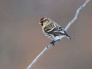 Female Common Redpoll in Winter