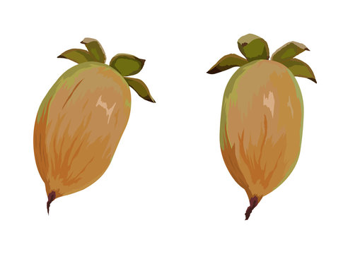 118 Best マタタビ Images Stock Photos Vectors Adobe Stock