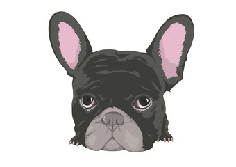 フレンチブルドッグ