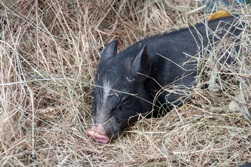 Black pig sleeping in hay