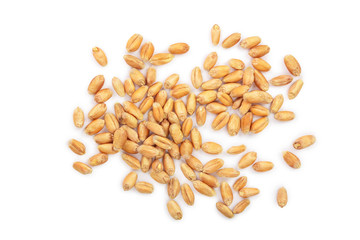 wheat grains isolated on white background. Top view