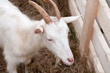 Obraz premium White goat on a farm