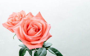 pink rose with copy space - select focal
