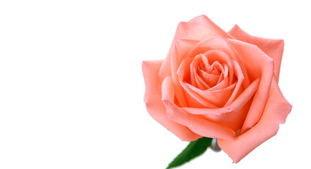 Top view of single pink rose with copy space