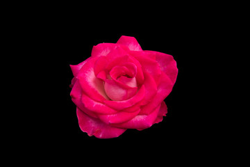 Red roses on a black background, clipping path.