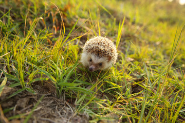 Cute Hedgehog funny on the meadow in the nature at sun light background ,travel concept together.