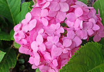 Close up Beautiful Pink Plumbago Flowers with Green Leaves