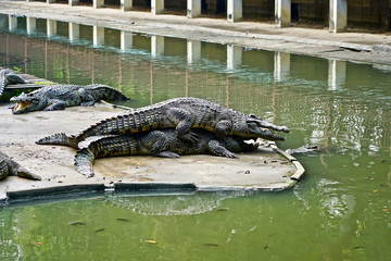 The both of Crocodile playing 