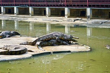 The both of Crocodile playing 