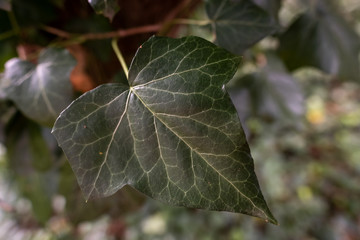 green leaf