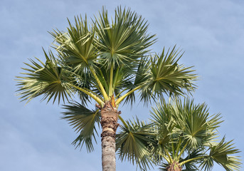 Palm tree leaves and branch on background of blue sky.