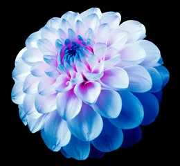 Selbstklebende Fototapeten Blume weiß-blaue Dahlie schwarz isolierten Hintergrund mit Beschneidungspfad. Tau auf Blütenblättern. © nadezhda F