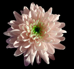 pink flower chrysanthemum, garden flower, black  isolated background with clipping path.  Closeup. no shadows. green centre. Nature.