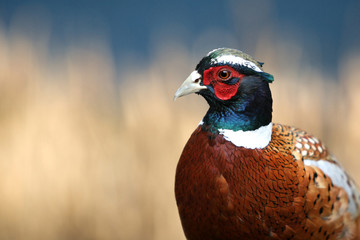 A male rooster (cock) pheasant closeup with copy space.