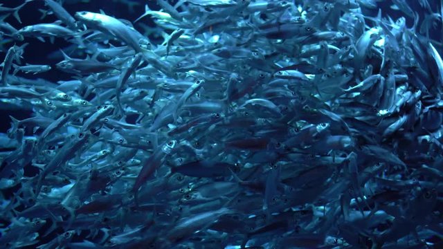 Herring Fish Schooling. Fish Marine Life Aqua Background.