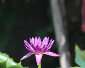 purple lotus fresh lighting good morning