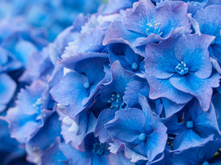 Petal detail of blue Hydrangea aka Hortensi flowers. © illuminaphotographic