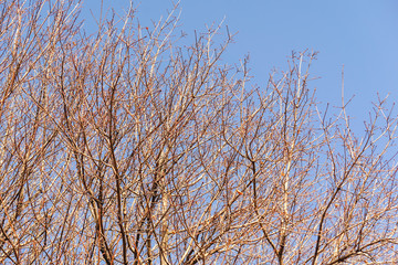 Closeup of bare maple trees in the winter time against blue sky. Hard light.
