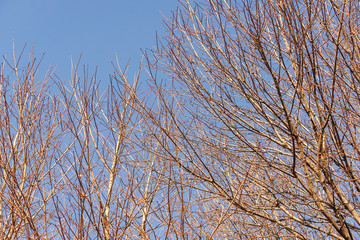 Closeup of bare maple trees in the winter time against blue sky. Hard light.