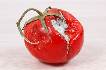 Old moldy tomato, unhealthy and disgusting vegtable