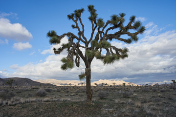 Obraz premium Joshua tree against cloudy blue sky with desert landscape background in Joshua Tree National Park, California.